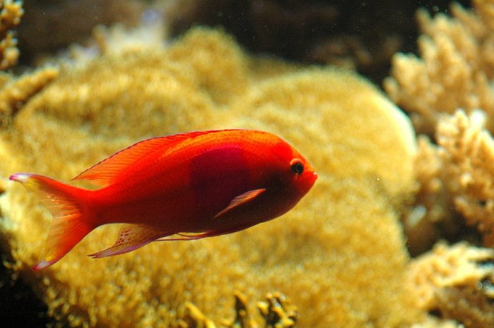 07_Seewasserfisch