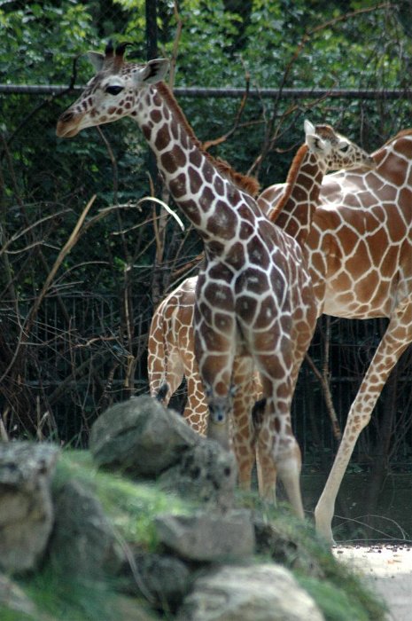 16_Giraffen