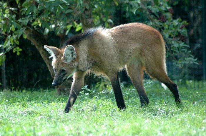 17_Maehnenwolf