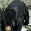 01_Malaienbaer