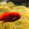 07_Seewasserfisch