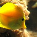 08_Zitronenfisch