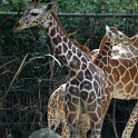 16_Giraffen