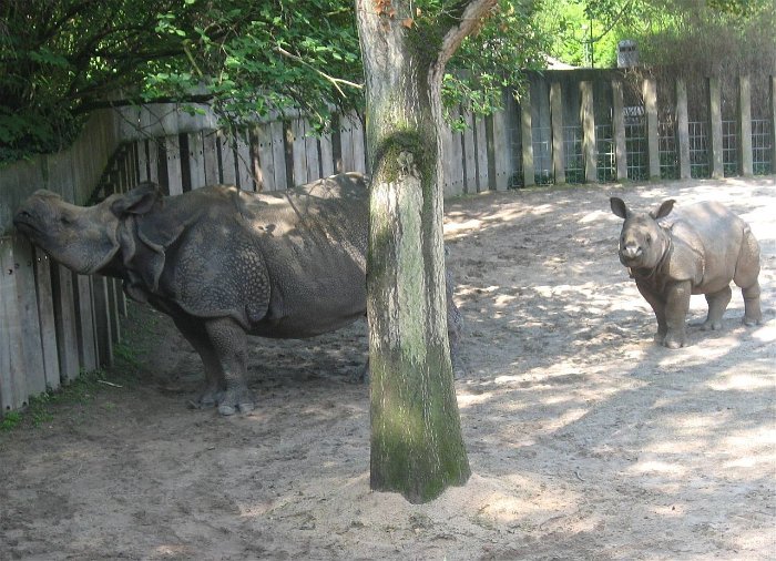 23_Nashorn_mit_Jungtier