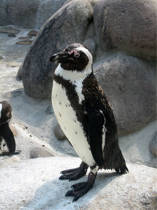 40_Zwergpinguin