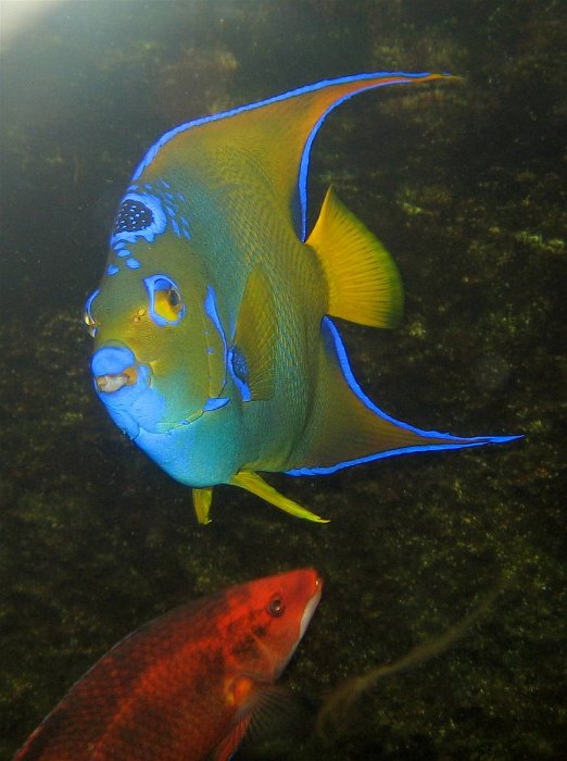44_Fische