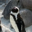 40_Zwergpinguin