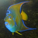 44_Fische